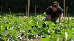 Biodynamic farming Stock Footage