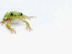 MS Frog on white background / Seoul, Seoul, South Korea Stock Footage