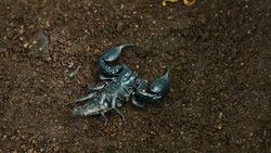 Scorpion moving on ground. Stock Footage