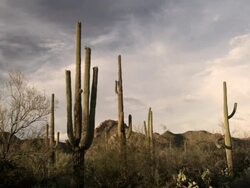 Saguaro Cacti (Carnegiea gigantea) in Saguaro National Park, Arizona, United States Stock Footage