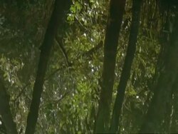 MS Reflections of trees in water, Tilt up to trees, Mangrove swamp, Sunderbans, India Stock Footage