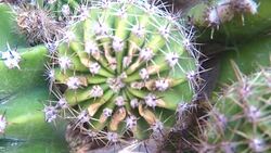 Cactus Stock Footage