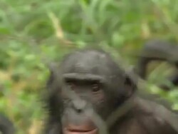 Chimps in Congolese zoo News Clip