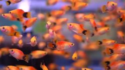 Molly, Moonfish Stock Footage