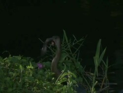 MS TS ZI Bird with fish in its mouth makes it way out of water / Everglades, Florida, USA Stock Footage