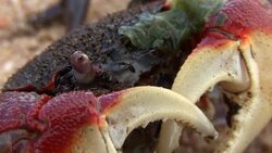 Red Mangrove crab on beach Stock Footage