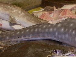 CU PAN Chopped up whale shark meat at fish market / Brunei, Brunei Darussalam Stock Footage