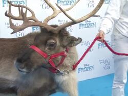 ATMOSPHERE - 'Frozen' Sing-Along - VIP screening Stock Footage