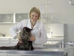 Female Vet Doing Auscultation Stock Footage