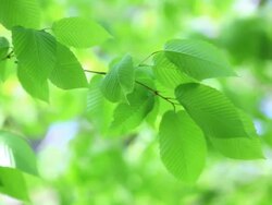 fresh new green leaves glowing in forest Stock Footage