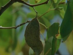 CU Mopane tree, Colophospermum mopane, falling from branch, Botswana, Africa Stock Footage