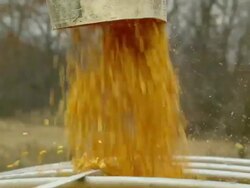 MS Shot of spout filling truck with corn with corn flying / Chelsea, Michigan Stock Footage