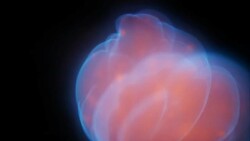 Mesmerising fire Stock Footage