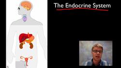 The Endocrine System Instructional Video