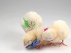 Three chicken Stock Footage