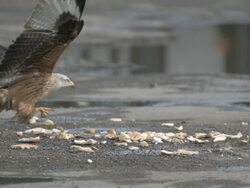 Red Kite (Milvus milvus) flies down to scavenge food, close up. Kites from Spain were releasRed in the Chilterns by the RSPB and English Nature between 1989 and 1994. Their reintroduction has been very successful; they startRed breReding in 1992 and there Stock Footage