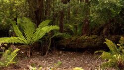 Syntarsuses chase after an anchisaurus in a jungle. Stock Footage