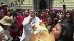 Animals are blessed in church celebration in Peru Instructional Video