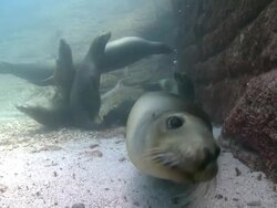 Several California Sea Lions (Zalophus californianus) resting on sea floor, one examines camera, La Paz, Sea of Cortez, Mexico Stock Footage