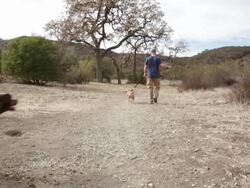 Labrador Runs By Great Oak Tree Stock Footage