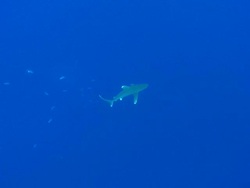 WS Oceanic whitetip shark / Hawaii, Antarctica, United States Stock Footage
