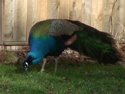 Blue peacock (pavo cristatus) Stock Footage