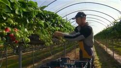 Male fruit picker harvests strawberries in poly tunnel. Stock Footage