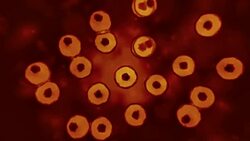 Cells Multiplying division Stock Footage