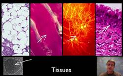 Cellular Specialization Instructional Video