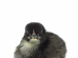 Baby chick close-up Stock Footage
