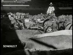 South America market Instructional Video