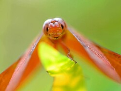 Red Dragonfly. Stock Footage