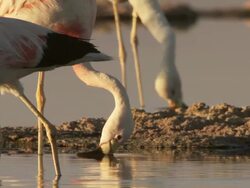 CU TS Shot of Andean Flamingo, Phoenicoparrus andinus feeding in high altitude salt lake / San Pedro de Atacama, Norte Grande, Chile Stock Footage