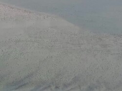 WS AERIAL Thousands of Birds in ocean / North Carolina, United States Stock Footage