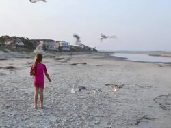 W Shot of young girl feeding large group of seagulls on beach / St Simon's Island, Georgia, United States Stock Footage
