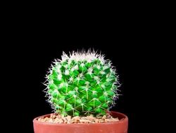 Cactus Stock Footage