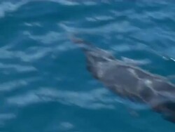 Dolphin bowriding, topside, Close up, CU, Fernando de Noronha, Brazil Stock Footage