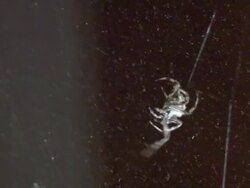 spider building a web Stock Footage