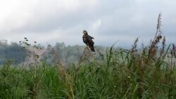 CLEAN : Tourism on Honduras Lake Yojoa News Clip