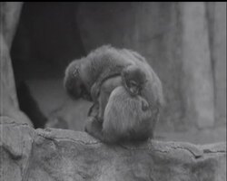 CHRISTMAS ROUND UP News Clip