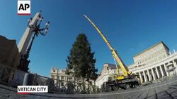 Christmas Tree Placed in St Peter's Square Instructional Video