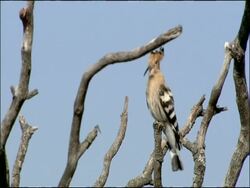 Hoopoe (Upupa epops), Autumn, Tarifa, Andalusia, Southern Spain Stock Footage