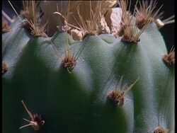 Farmers push cactus as answer to world hunger News Clip