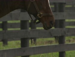 Slow tilt up from grass to horse's face. Stock Footage