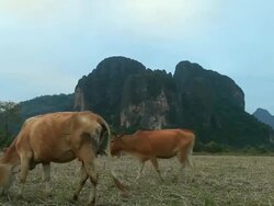 WS Group of cattle with cow herder /  Vang Vieng, Vientiane, Laos  Stock Footage