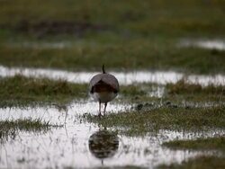 Bird Life At Elmley Marshes Stock Footage