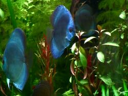 Discus fish in a tank Stock Footage