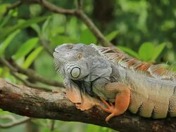 Iguana. Stock Footage