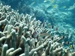 MS PAN Shot of Pyjama cardinal fish swimming on reef / Sipadan, Semporna, Tawau, Malaysia Stock Footage