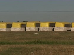 LS of huge blocks of cotton on farm. Stock Footage